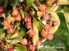 Obelis ,Van Eseltine' (lot. Malus) -c10 Obelis ,Van Eseltine' (lot. Malus) -c10